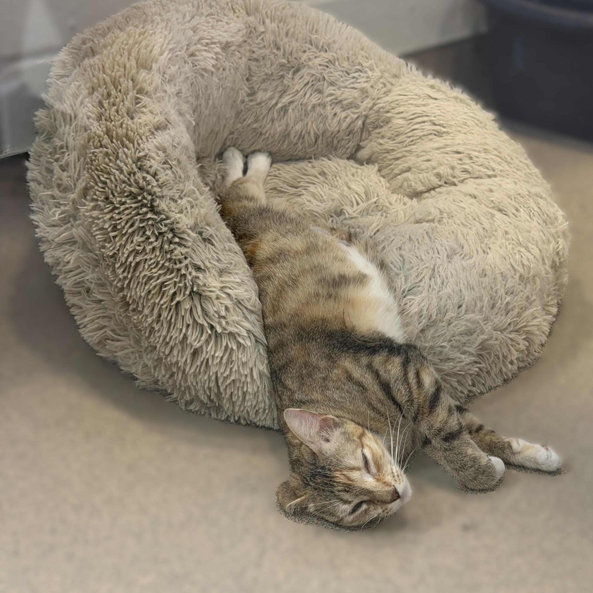 Enlarge Yuna, a Adopted mixed breed in Slidell, LA image 3/3