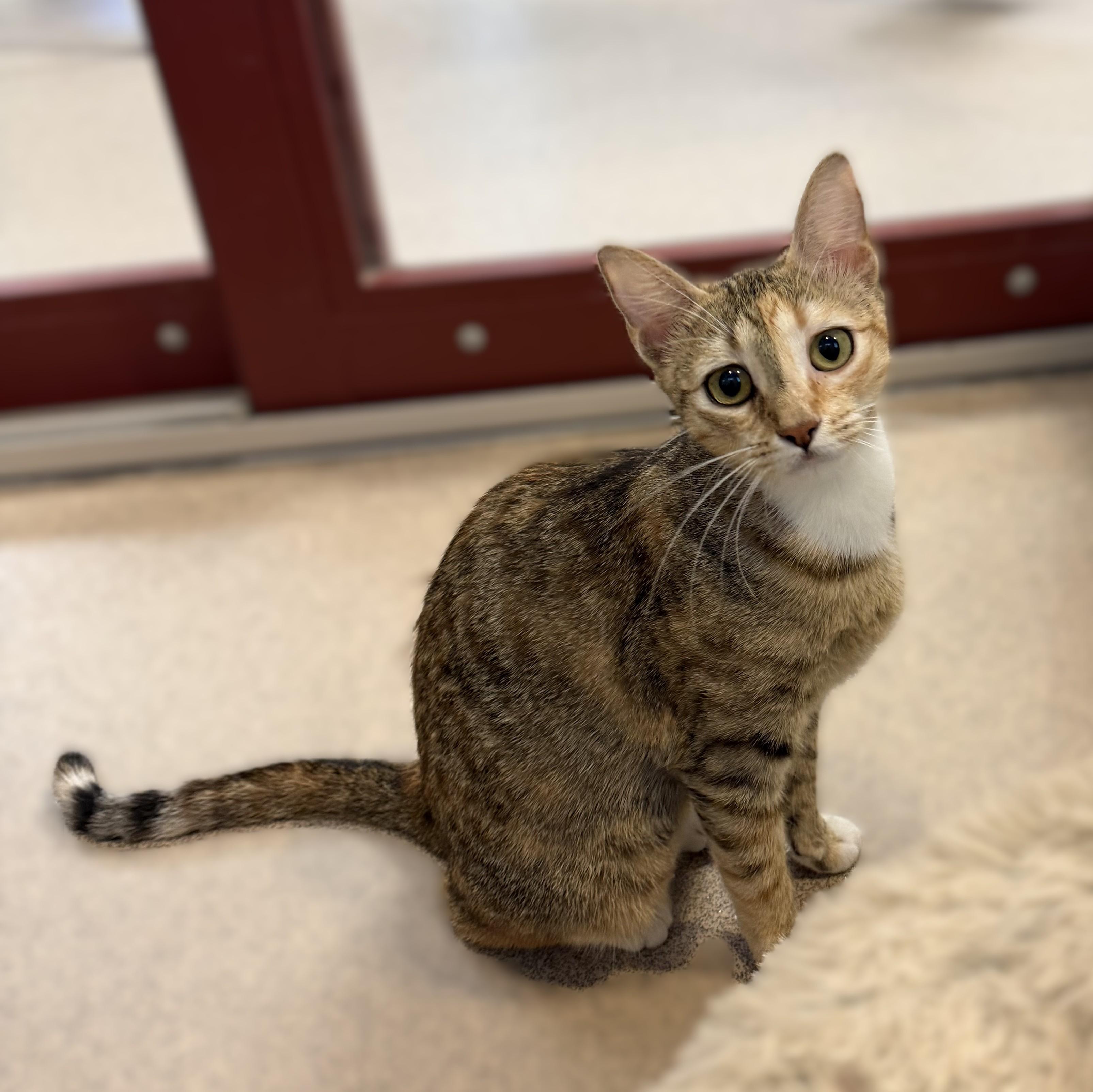 Yuna, Adopted, Adult Female Domestic Short Hair.