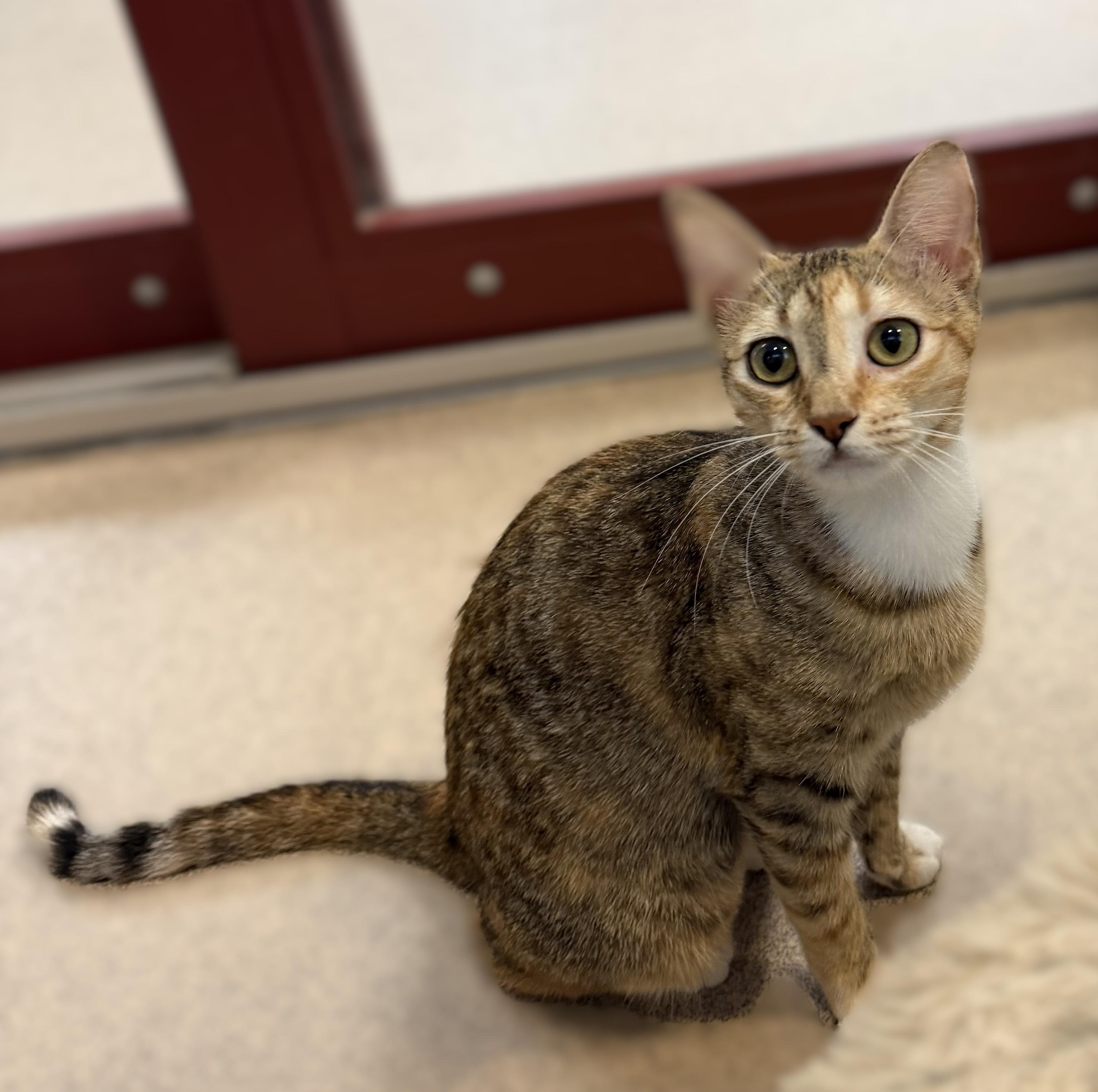 Enlarge Yuna, a Adopted mixed breed in Slidell, LA image 2/3