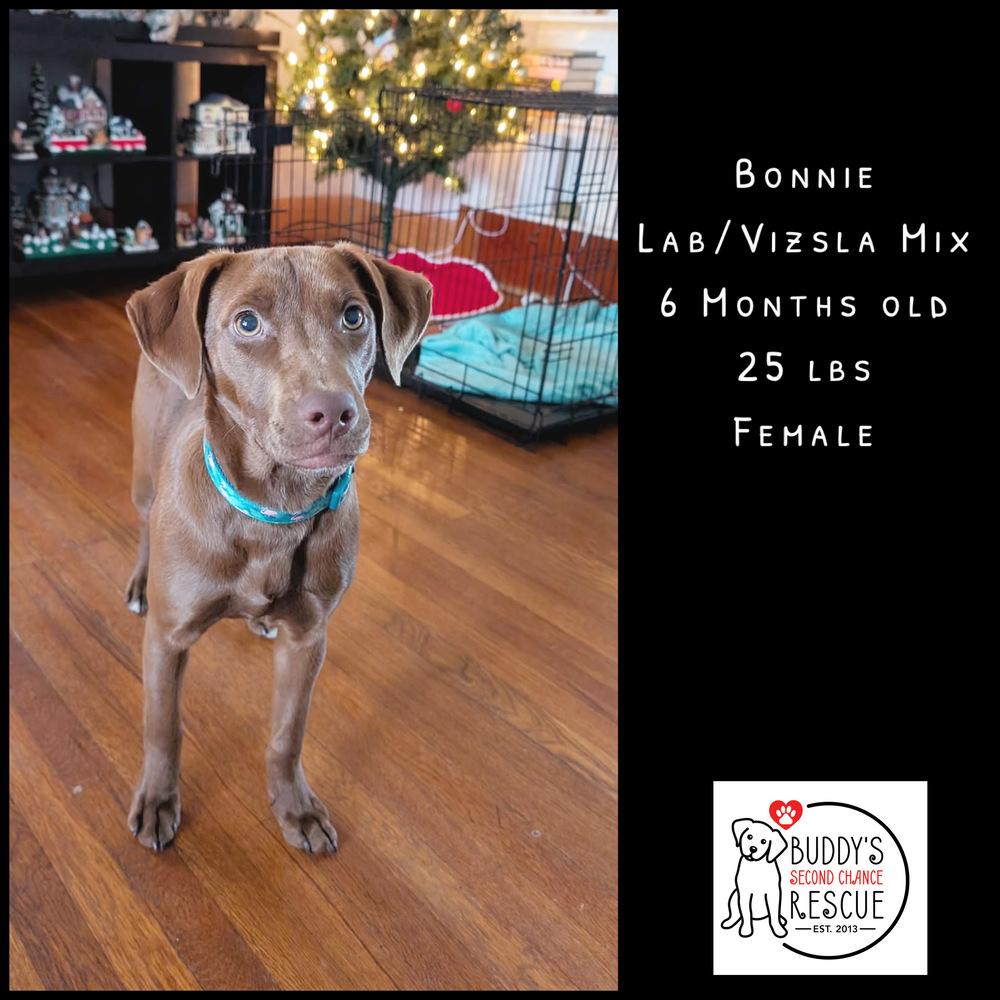 Bonnie, Adoptable, Young Female Labrador Retriever.
