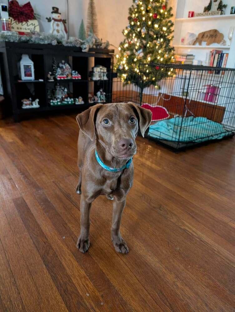 Enlarge Bonnie, a Adoptable mixed breed in Amherst, NY image 2/5