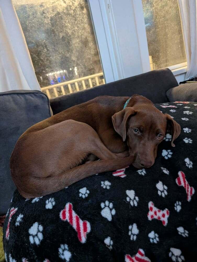 Enlarge Bonnie, a Adoptable mixed breed in Amherst, NY image 3/5