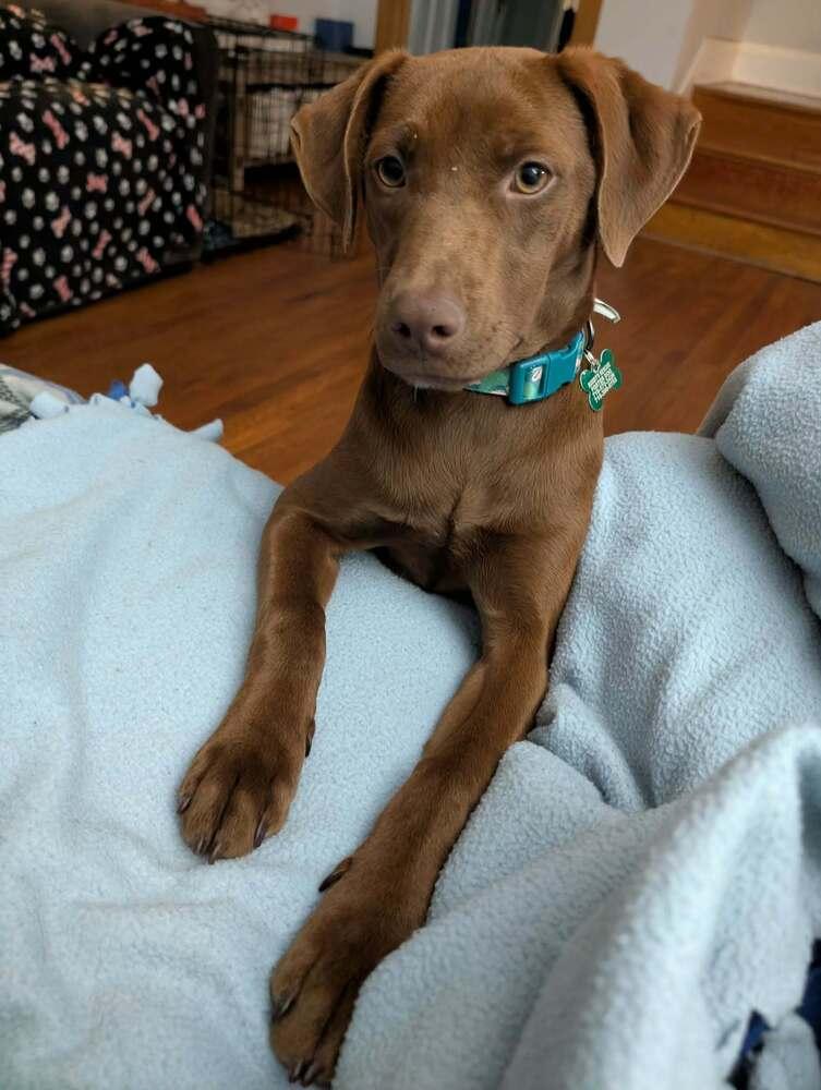 Enlarge Bonnie, a Adoptable mixed breed in Amherst, NY image 4/5