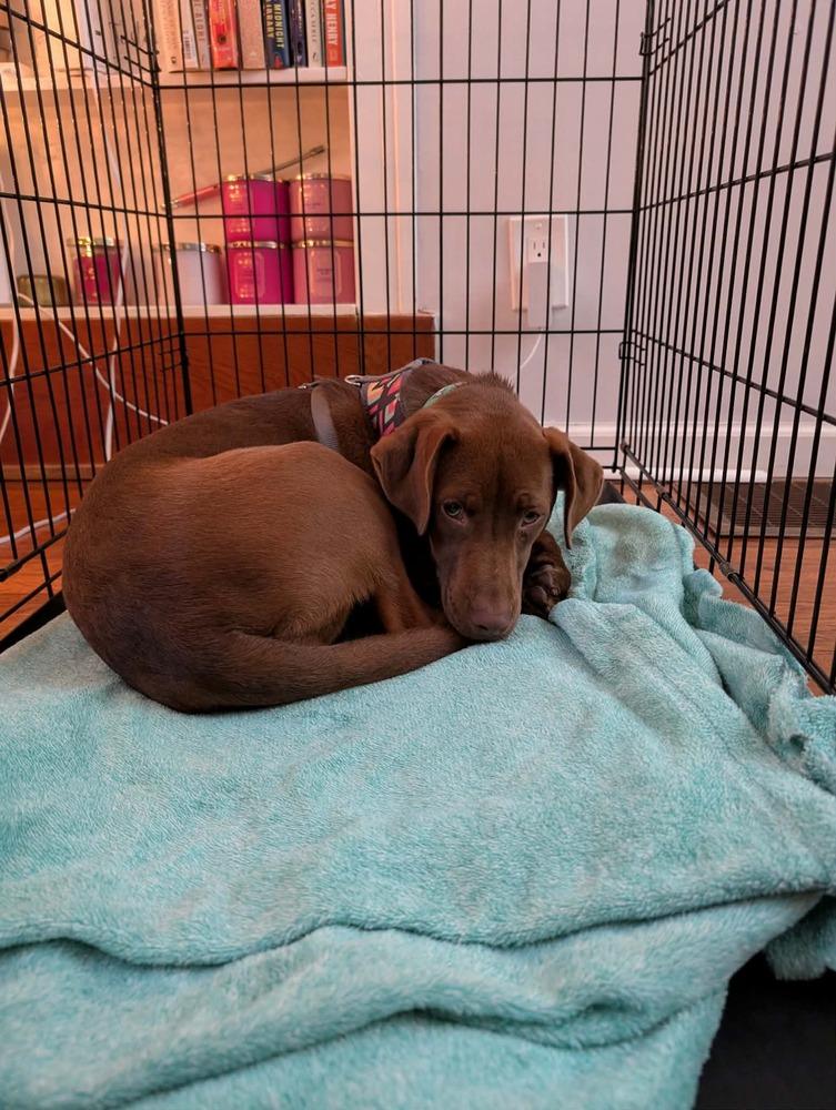 Enlarge Bonnie, a Adoptable mixed breed in Amherst, NY image 5/5