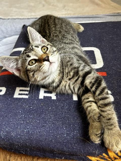 Lacey (3 months), a ADOPTABLE Domestic Short Hair in Gig Harbor, WA image 2/5