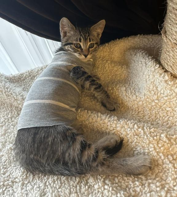 Lacey (3 months), a ADOPTABLE Domestic Short Hair in Gig Harbor, WA image 5/5