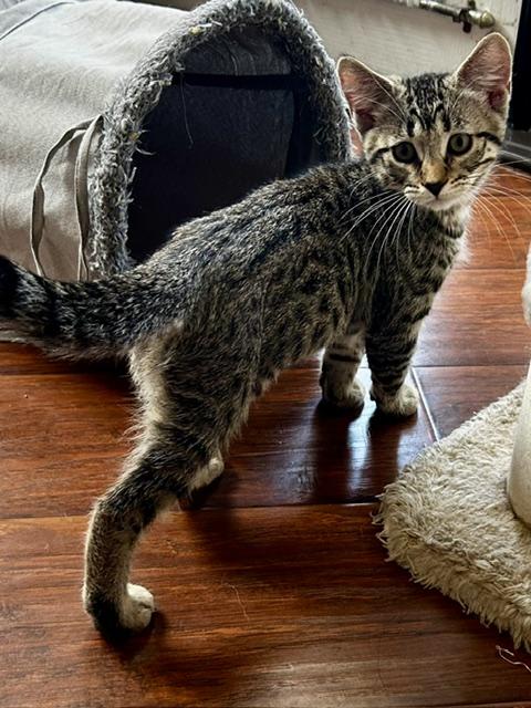 Lacey (3 months), a ADOPTABLE Domestic Short Hair in Gig Harbor, WA image 3/5
