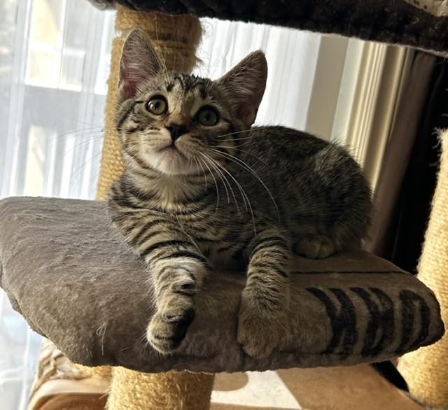 Lacey (3 months), a ADOPTABLE Domestic Short Hair in Gig Harbor, WA image 4/5