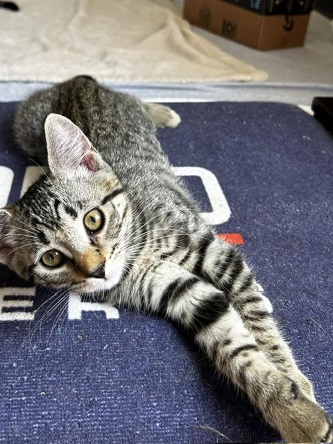 Lacey (3 months), ADOPTABLE, Kitten Female Domestic Short Hair.