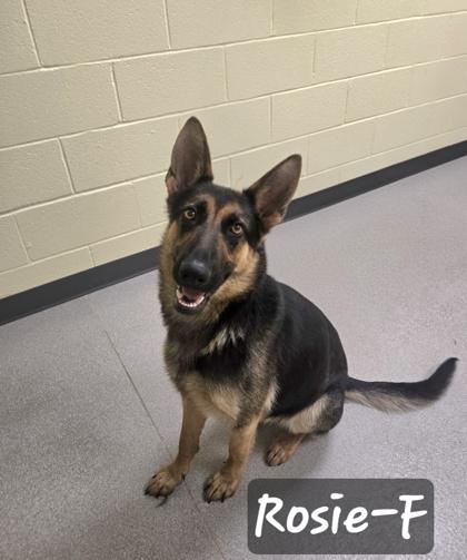 Rosie, Adoptable, Adult Female German Shepherd Dog & Mixed Breed.