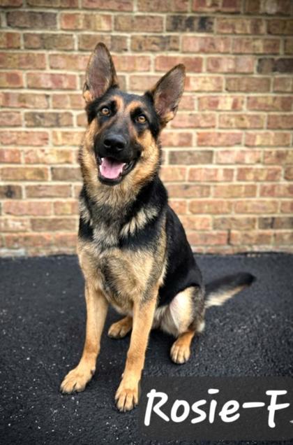 Enlarge Rosie, a Adoptable mixed breed in Guntersville, AL image 2/2