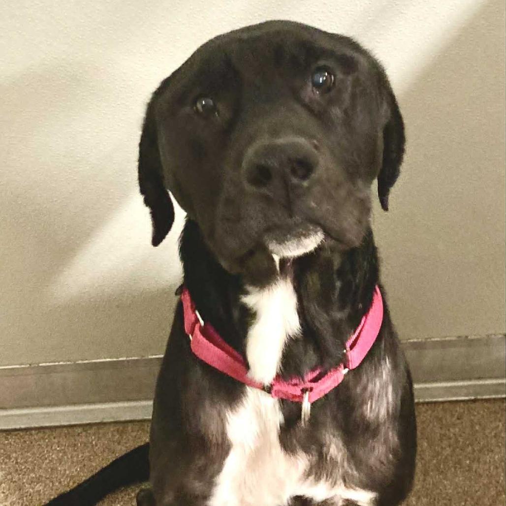 Enlarge Hoss (khaos), a Adoptable Mixed Breed in Ballston Spa, NY image 1/1