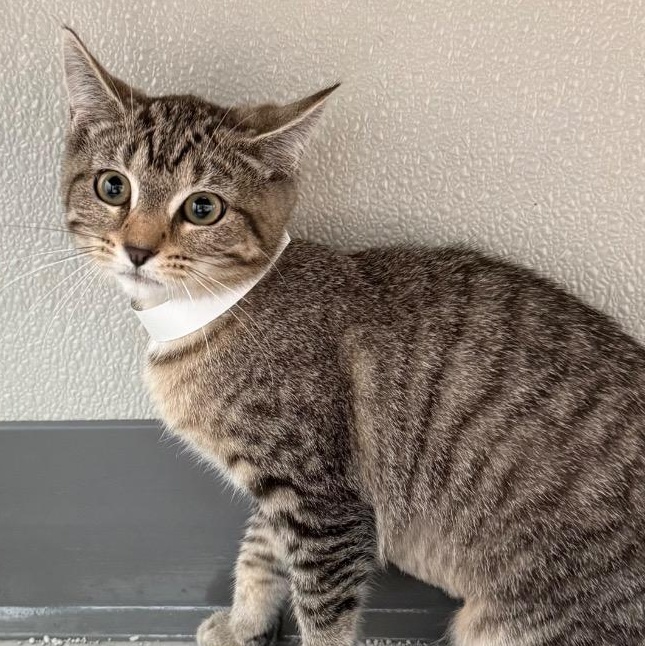 Enlarge Dash, a Adoptable Domestic Short Hair in New Philadelphia, OH image 1/1