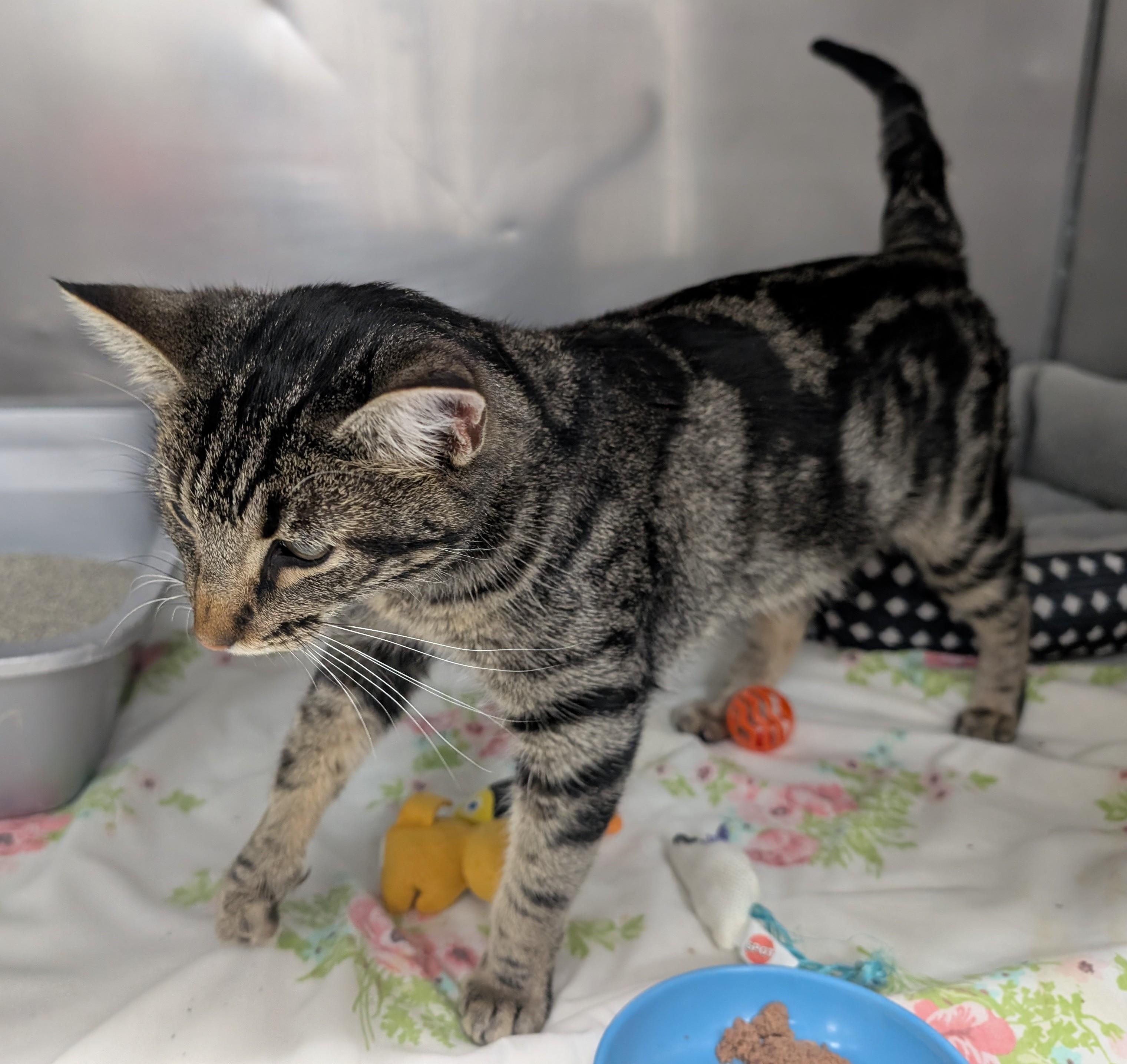 Chicken, an adoptable Domestic Short Hair in New Ulm, MN image 3/4