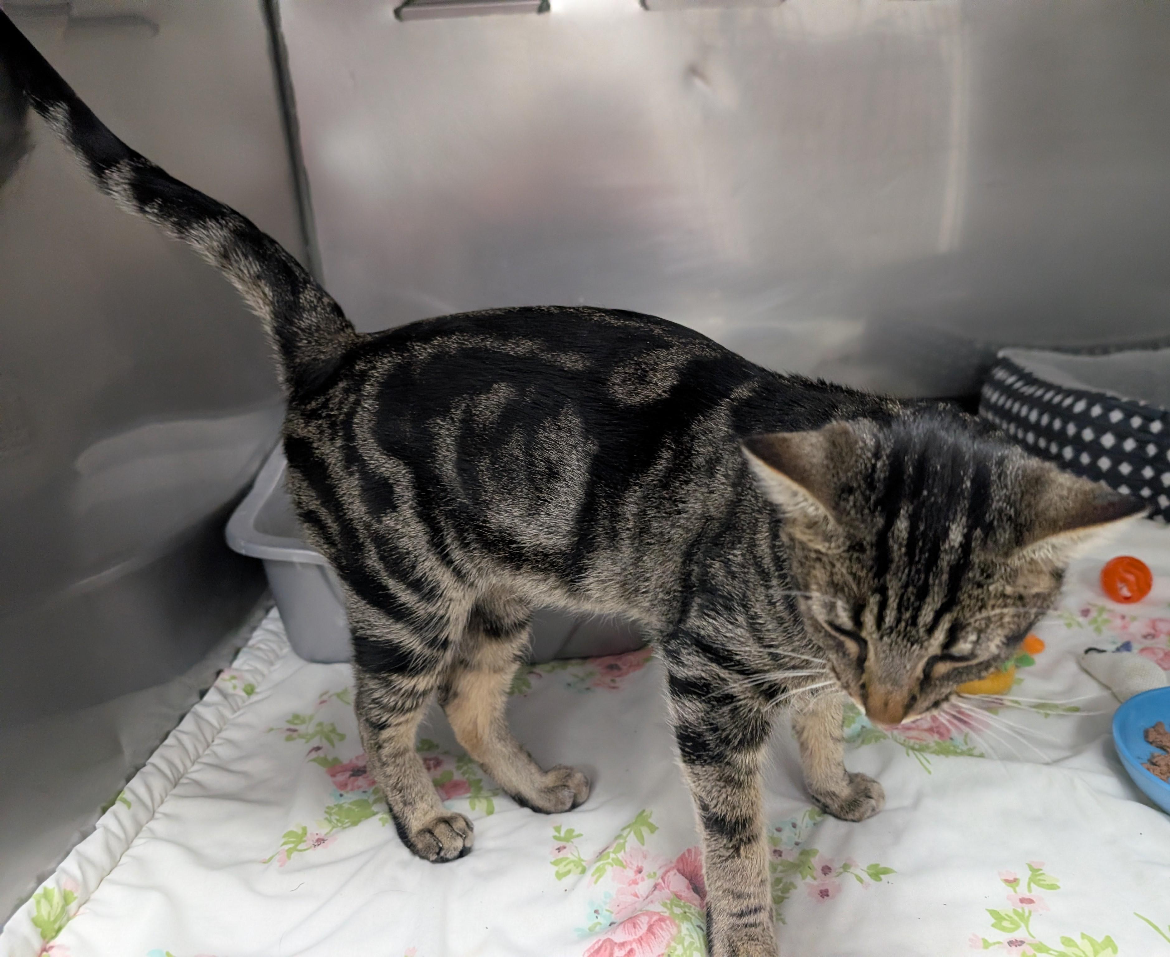 Chicken, an adoptable Domestic Short Hair in New Ulm, MN image 4/4