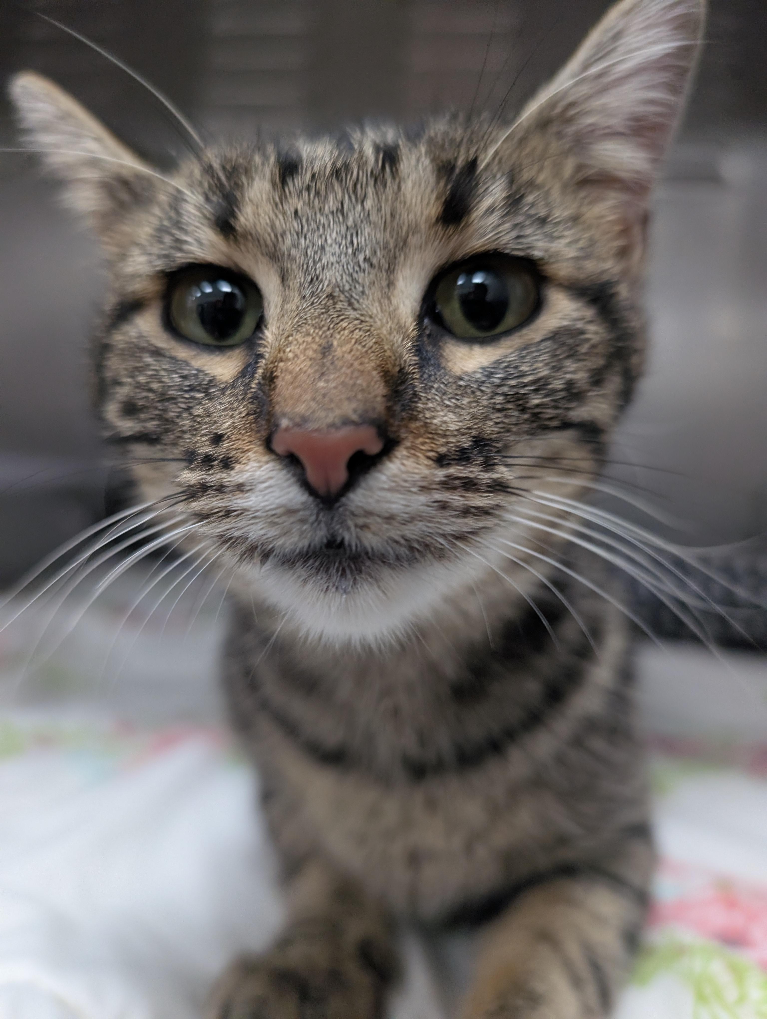 Chicken, an adoptable Domestic Short Hair in New Ulm, MN image 1/4