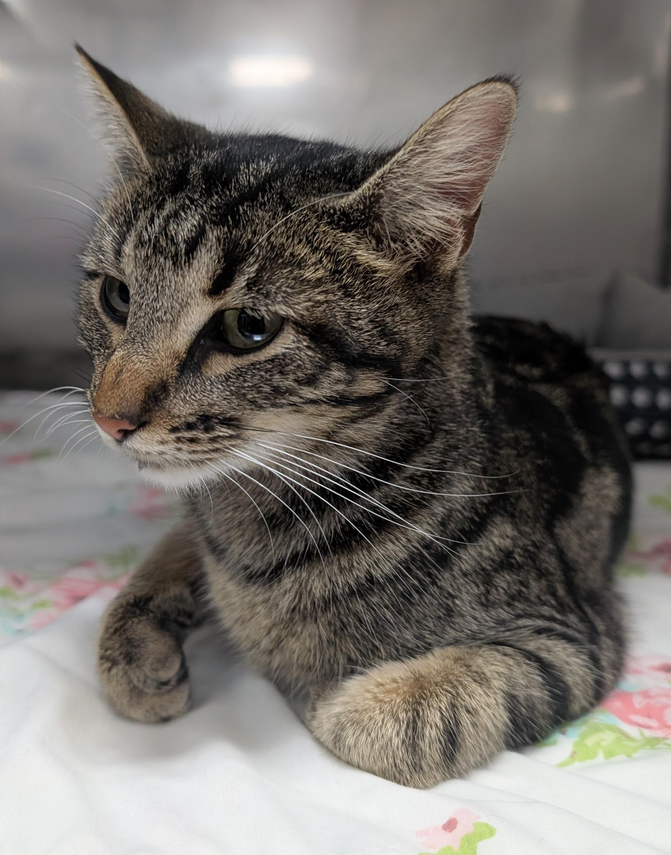 Chicken, an adoptable Domestic Short Hair in New Ulm, MN image 2/4