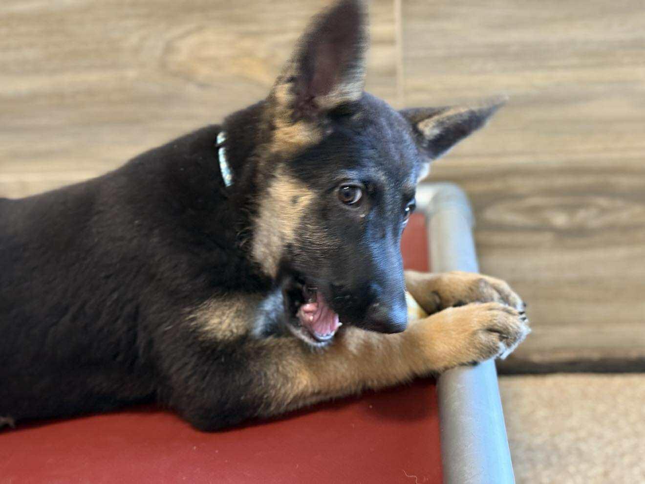 Enlarge Collette, an adopted mixed breed in Glendale, AZ image 1/4