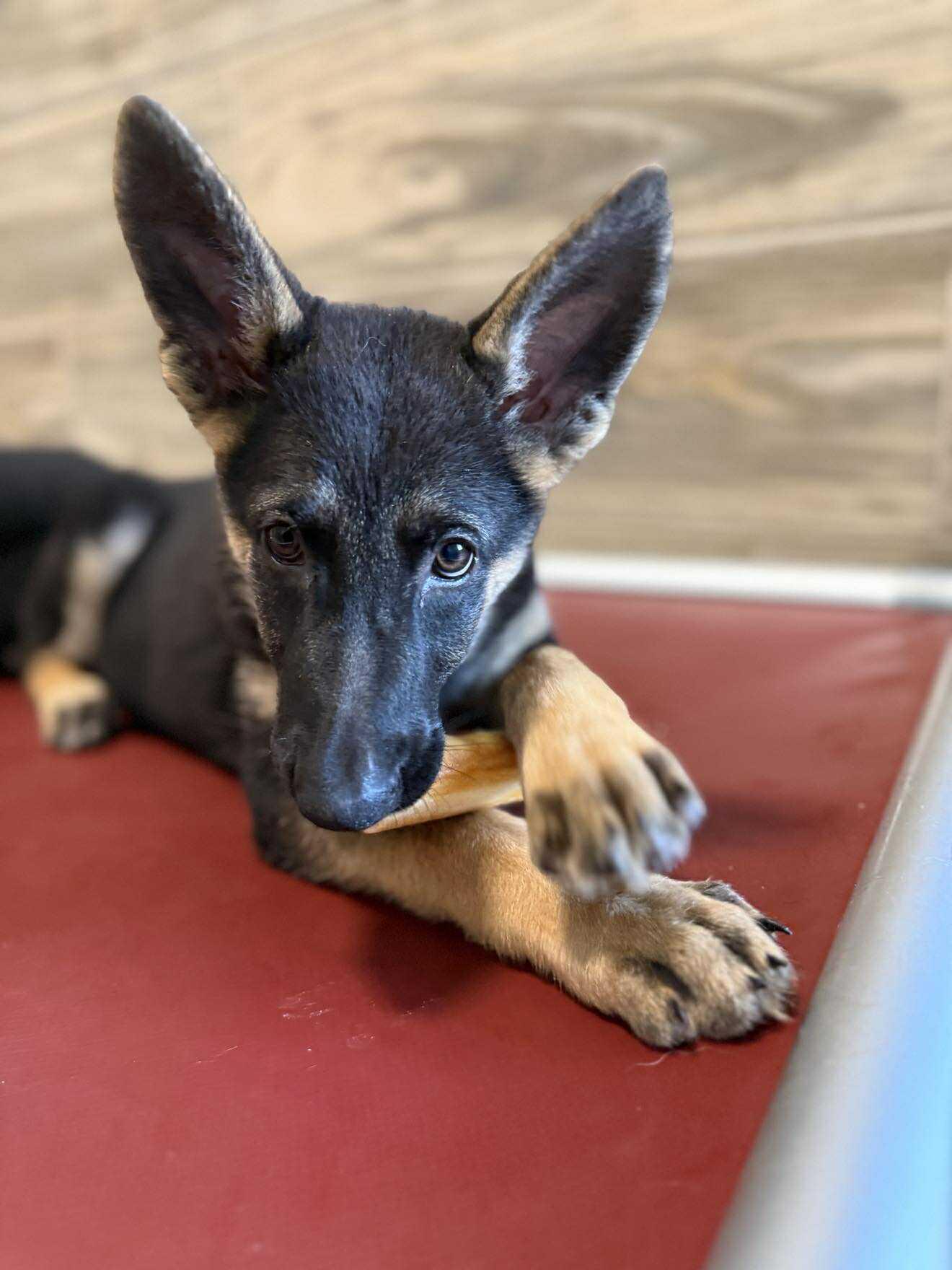 Enlarge Collette, an adopted mixed breed in Glendale, AZ image 2/4