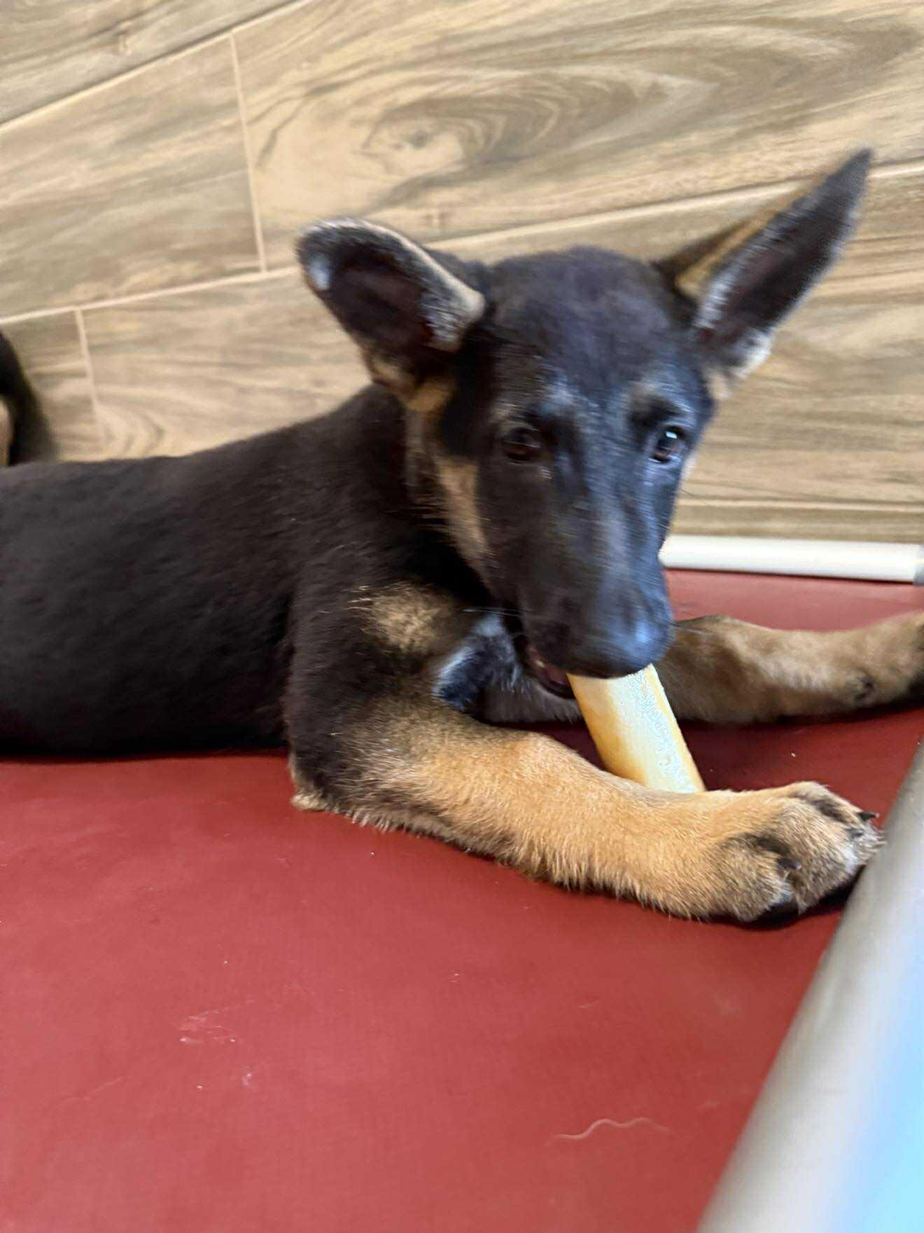 Enlarge Collette, an adopted mixed breed in Glendale, AZ image 3/4