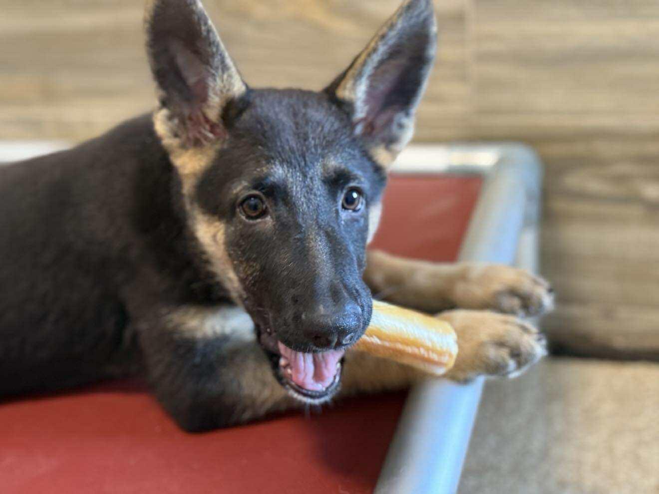 Enlarge Collette, an adopted mixed breed in Glendale, AZ image 4/4