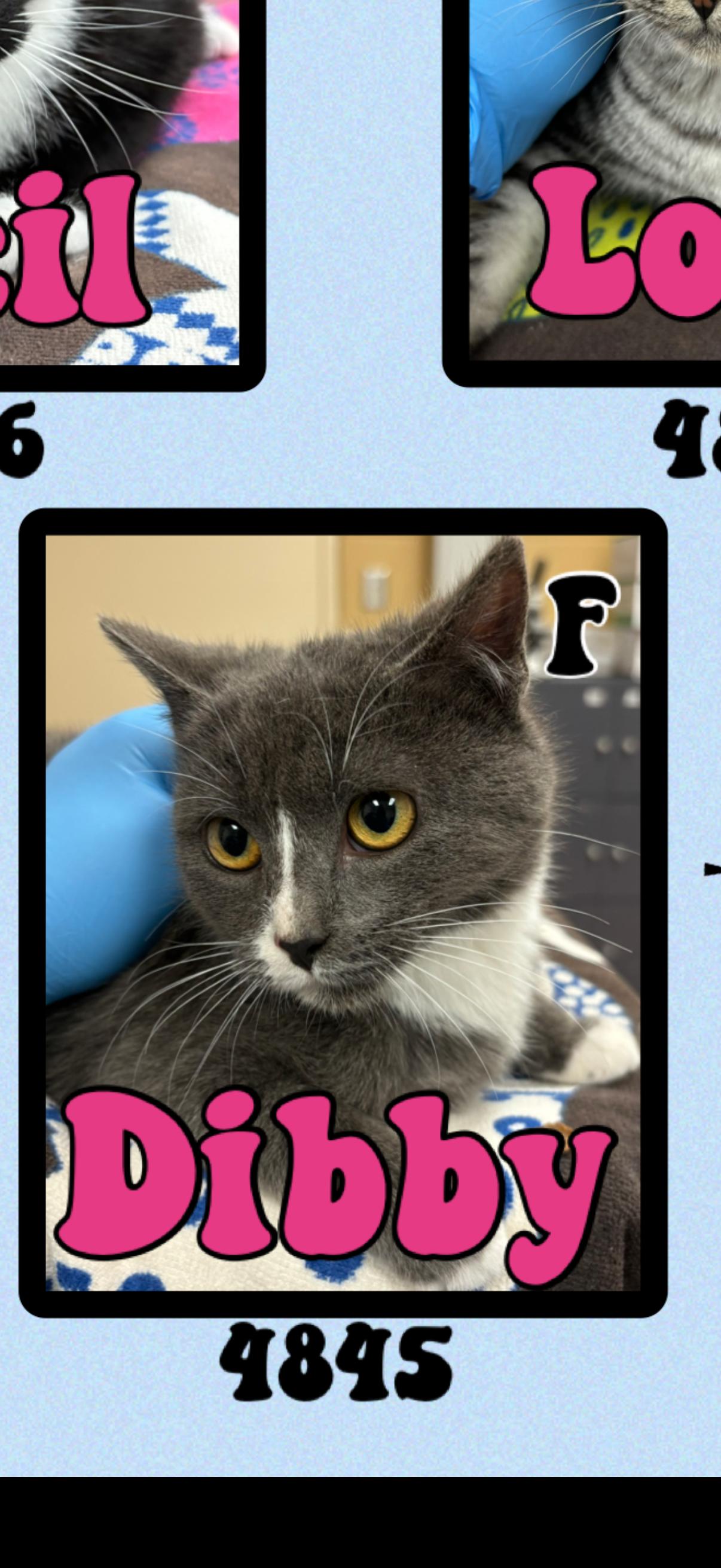 Enlarge Sibby, a ADOPTABLE American Shorthair in Marvin, NC image 1/1