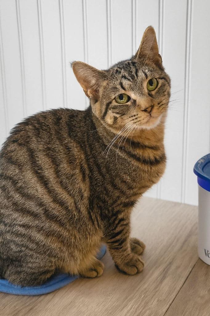 Keychain, Adoptable, Young Male Domestic Short Hair.