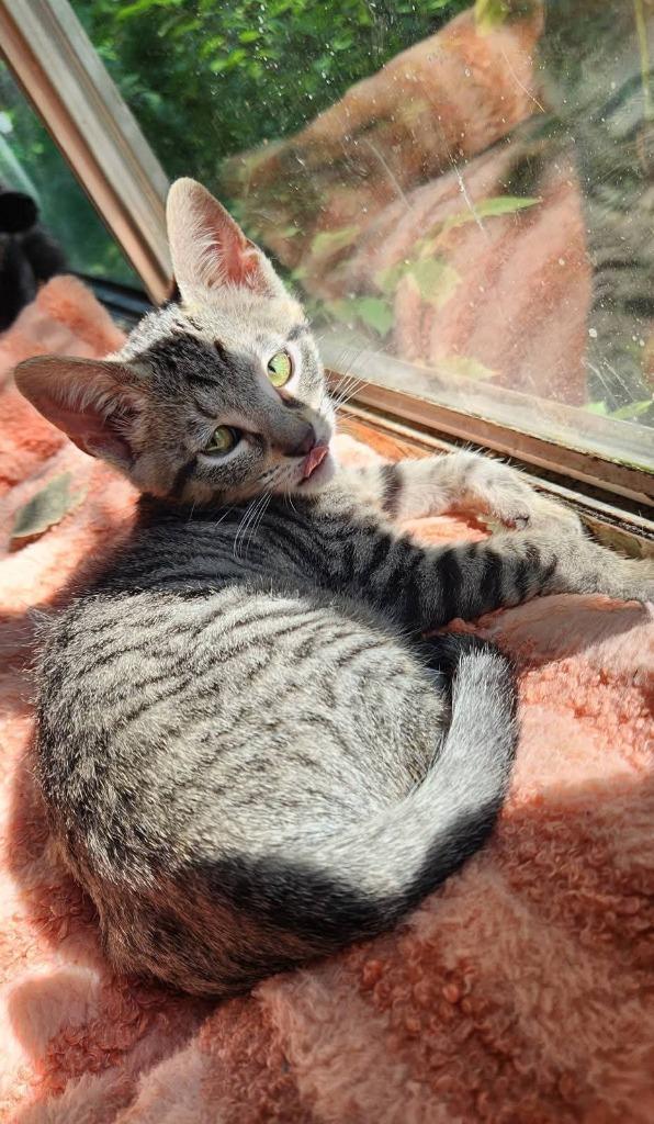 Enlarge Keychain, a Adoptable mixed breed in Miami, OK image 1/4