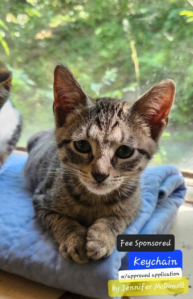 Enlarge Keychain, a Adoptable mixed breed in Miami, OK image 2/4