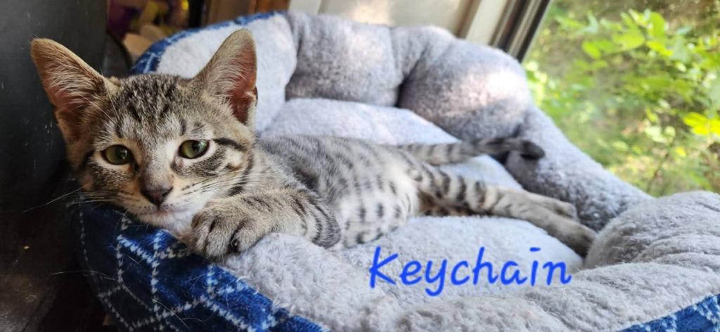 Enlarge Keychain, a Adoptable mixed breed in Miami, OK image 3/4