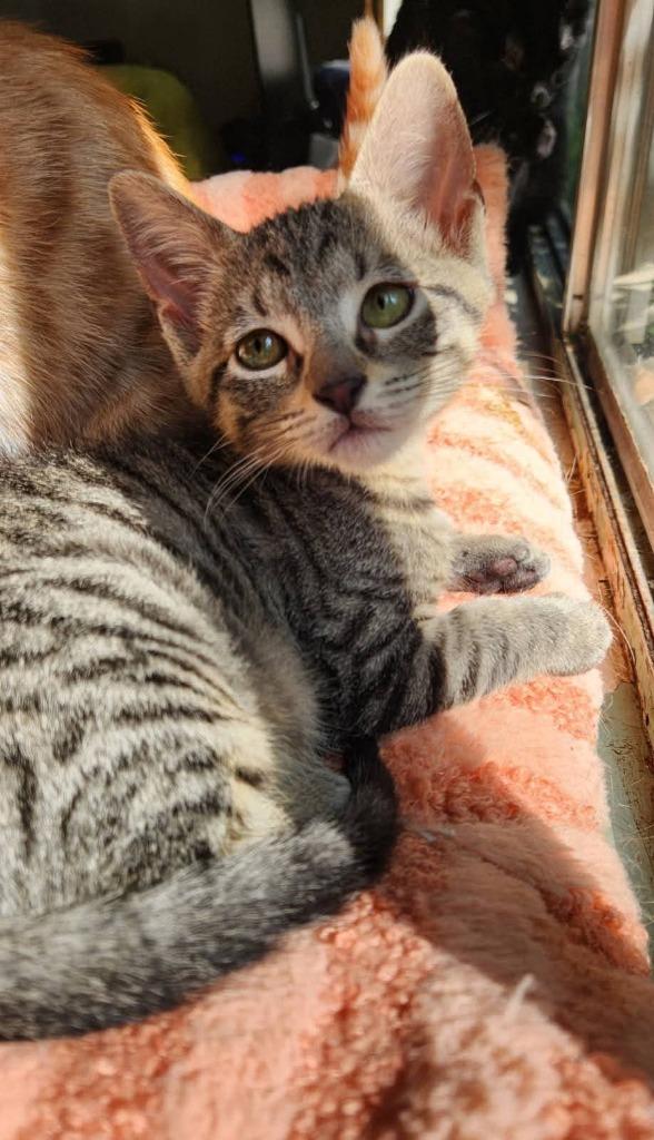 Enlarge Keychain, a Adoptable mixed breed in Miami, OK image 4/4