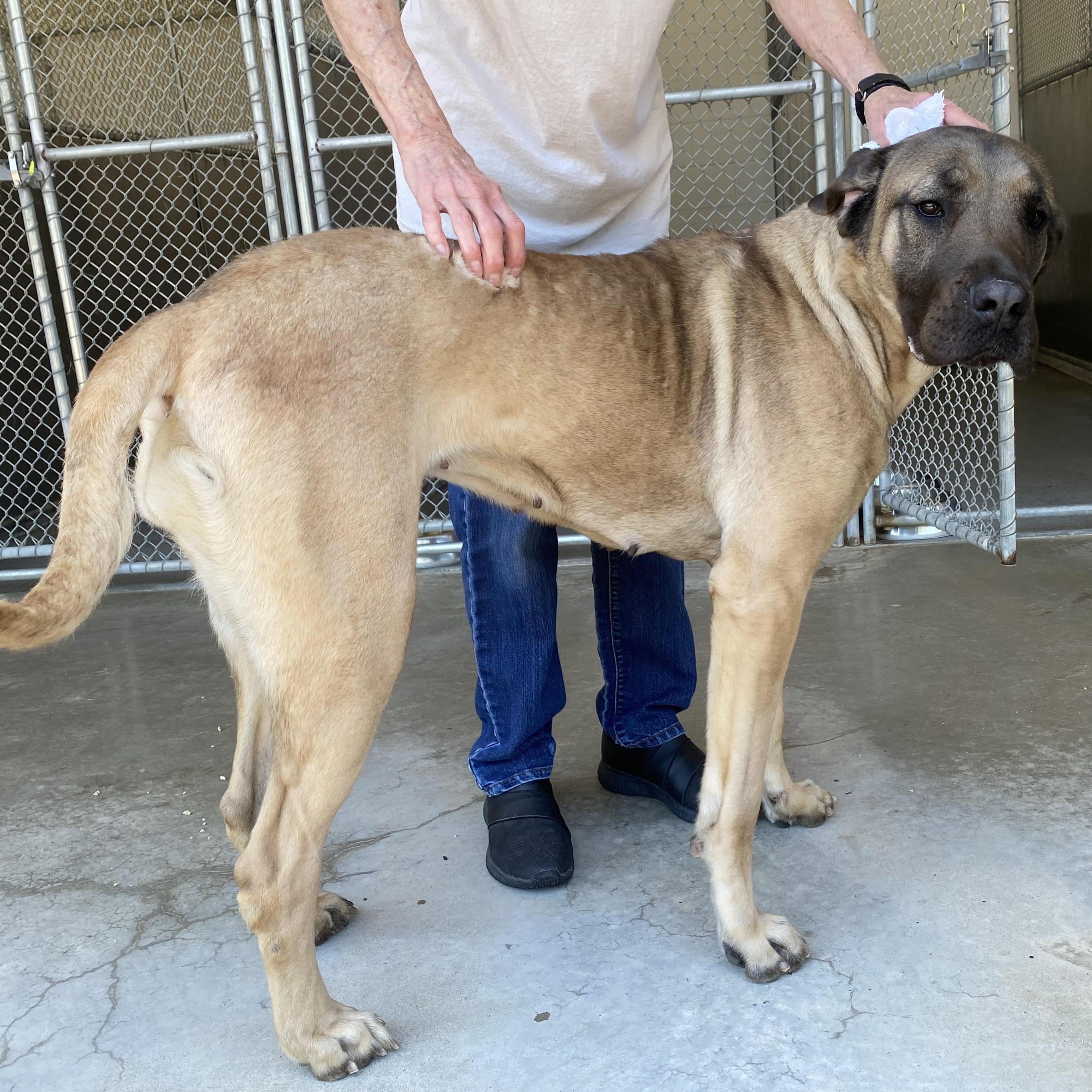 Bubbles, a ADOPTABLE Mastiff in King George, VA image 5/5