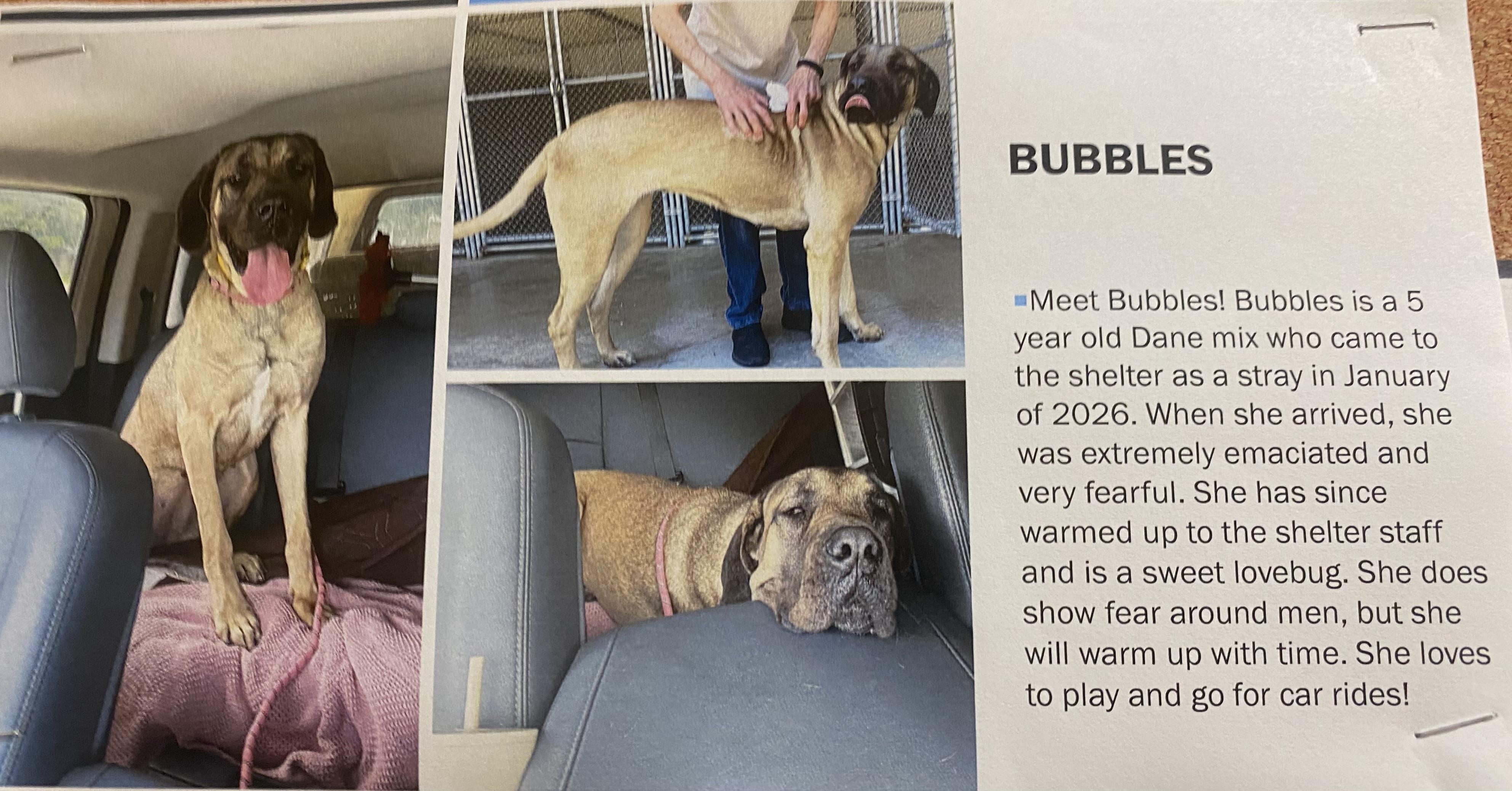 Enlarge Bubbles, a ADOPTABLE mixed breed in King George, VA image 2/6
