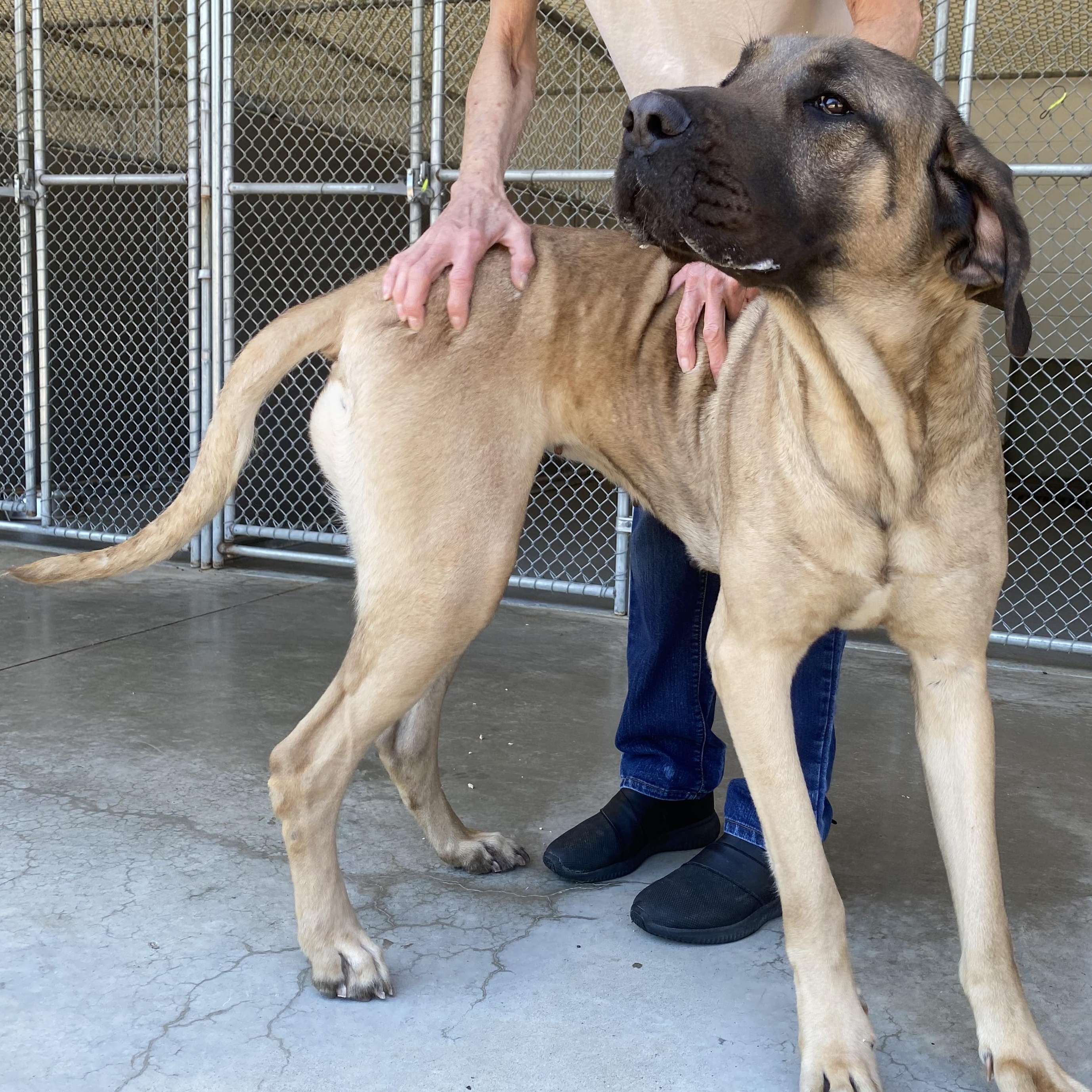 Bubbles, a ADOPTABLE Mastiff in King George, VA image 2/5
