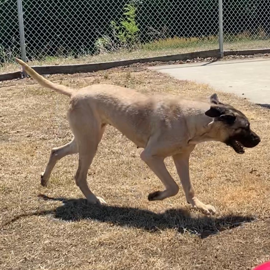 Bubbles, a ADOPTABLE Mastiff in King George, VA image 4/5