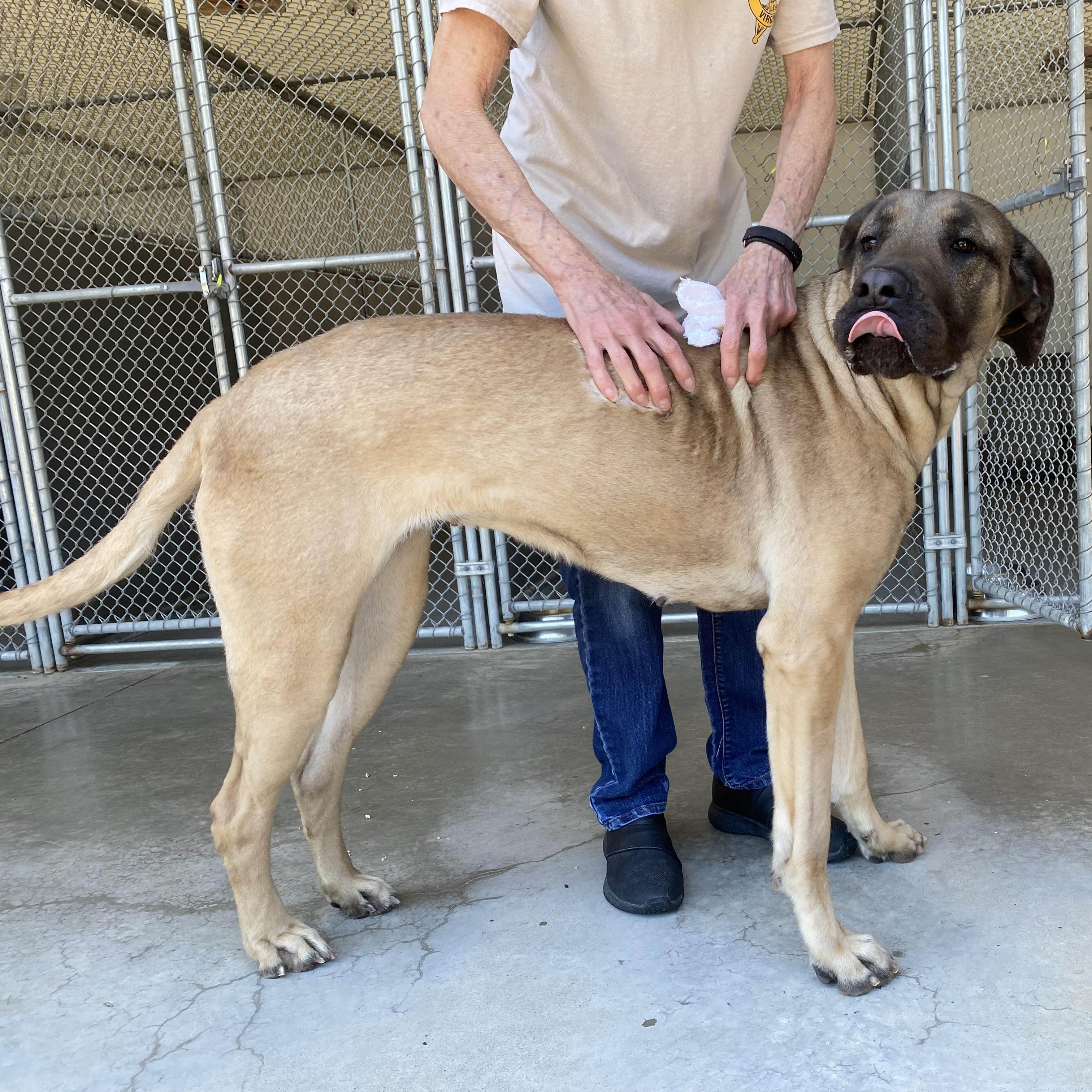 Bubbles, a ADOPTABLE Mastiff in King George, VA image 1/5