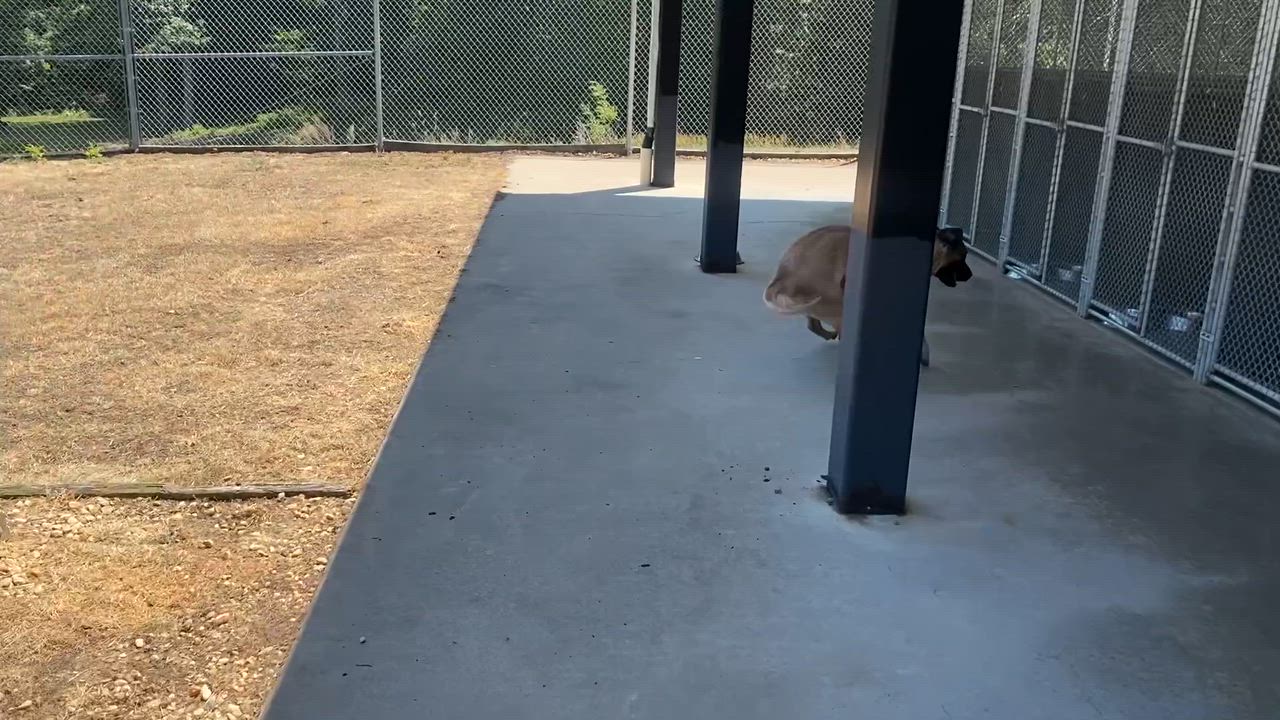 Enlarge Bubbles, a ADOPTABLE Mastiff in King George, VA video 3/5