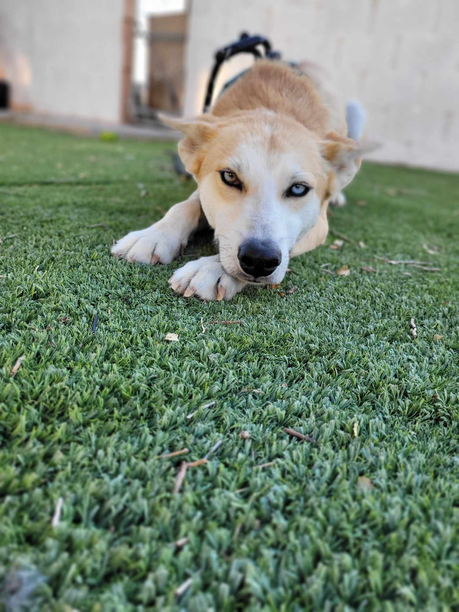 Cody, a Adoptable mixed breed in Roswell, NM image 1/5