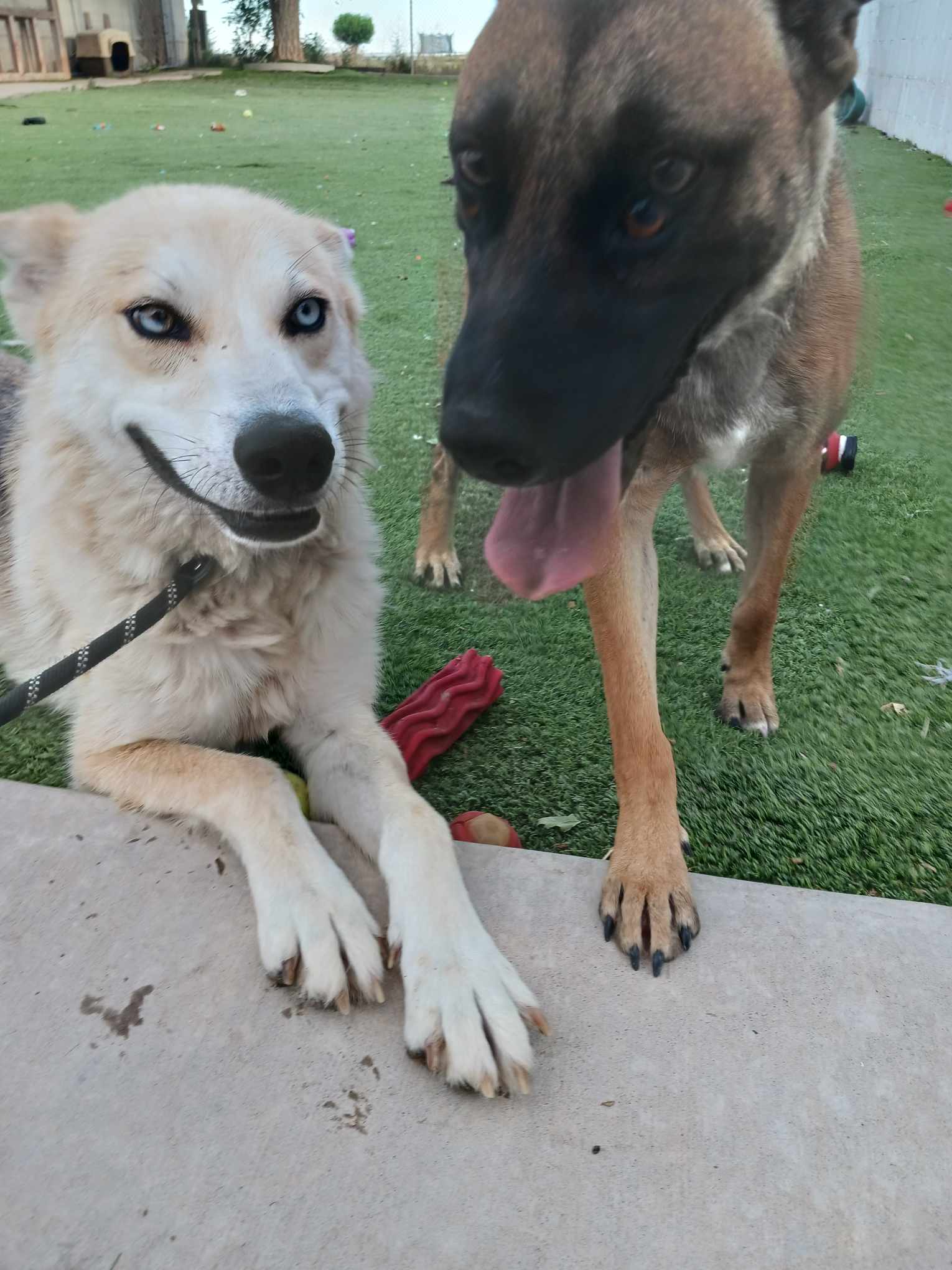 Cody, a Adoptable mixed breed in Roswell, NM image 2/5