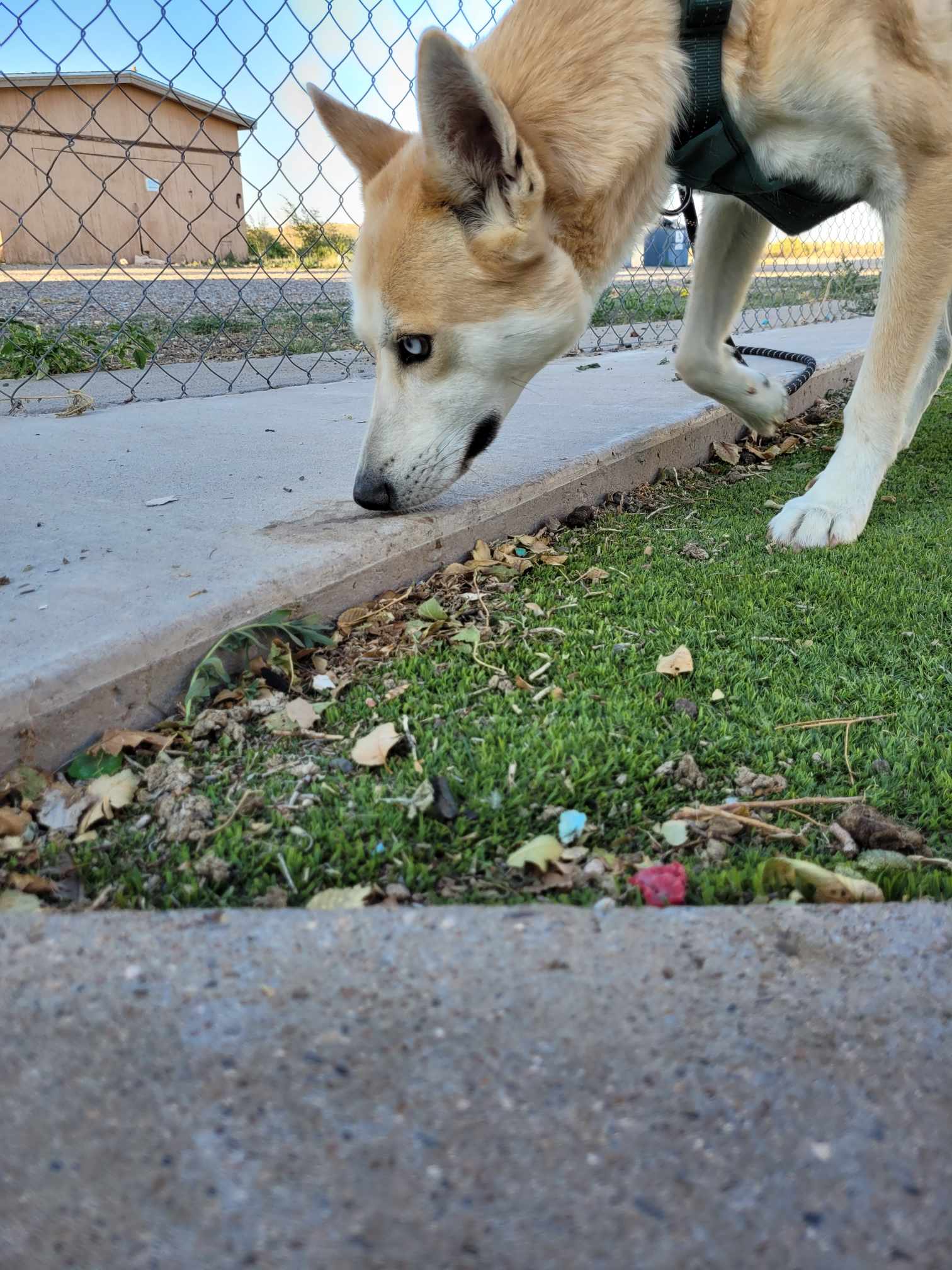Cody, a Adoptable mixed breed in Roswell, NM image 4/5