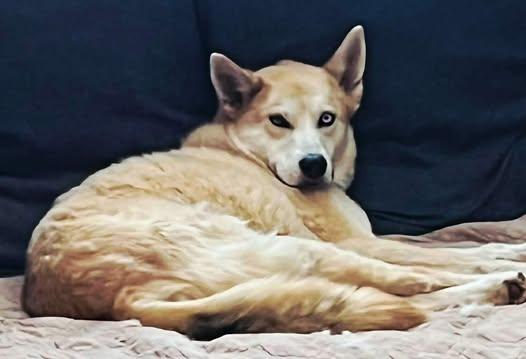 Cody, a Adoptable mixed breed in Roswell, NM image 2/6