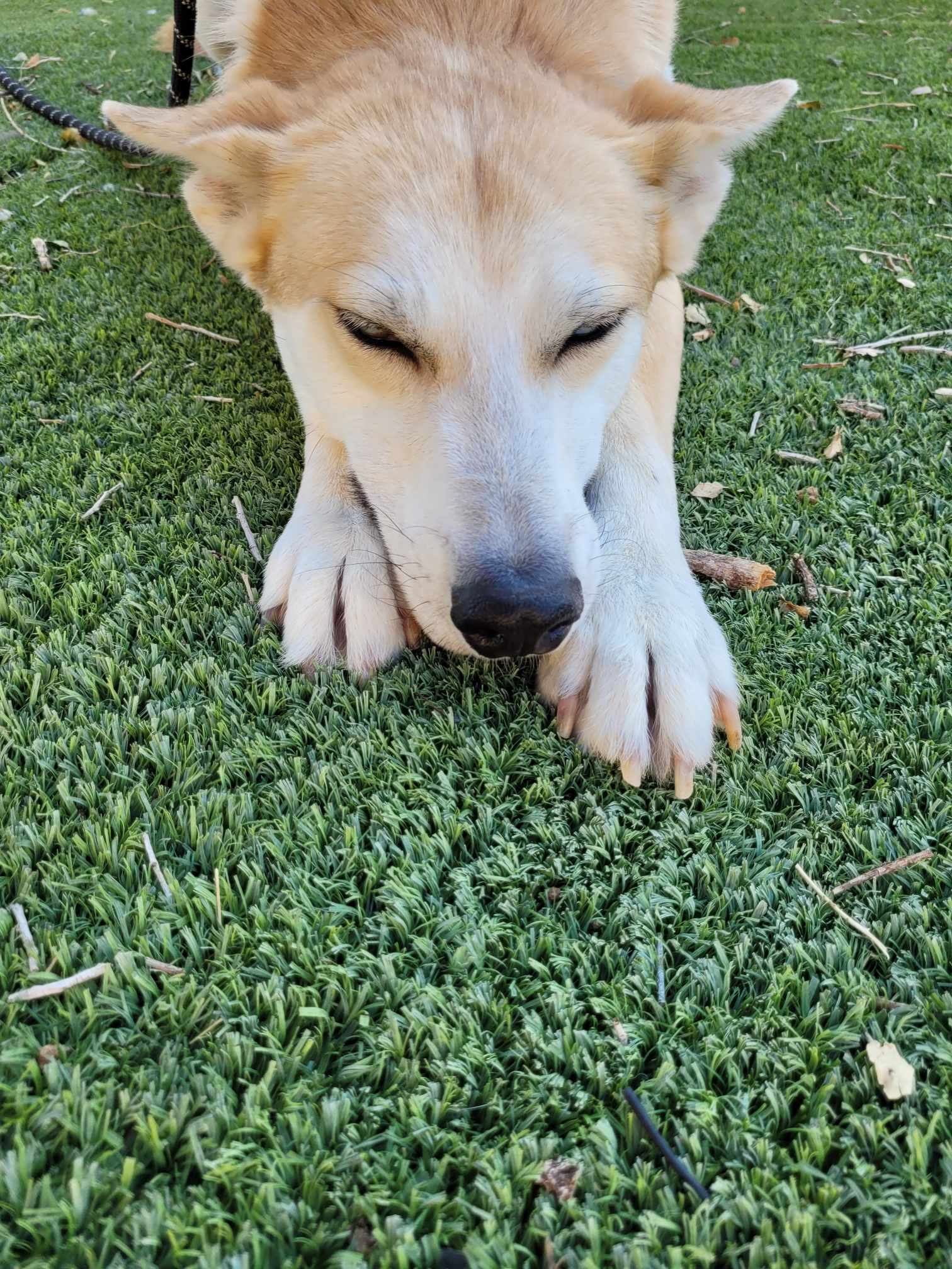 Cody, a Adoptable mixed breed in Roswell, NM image 5/5