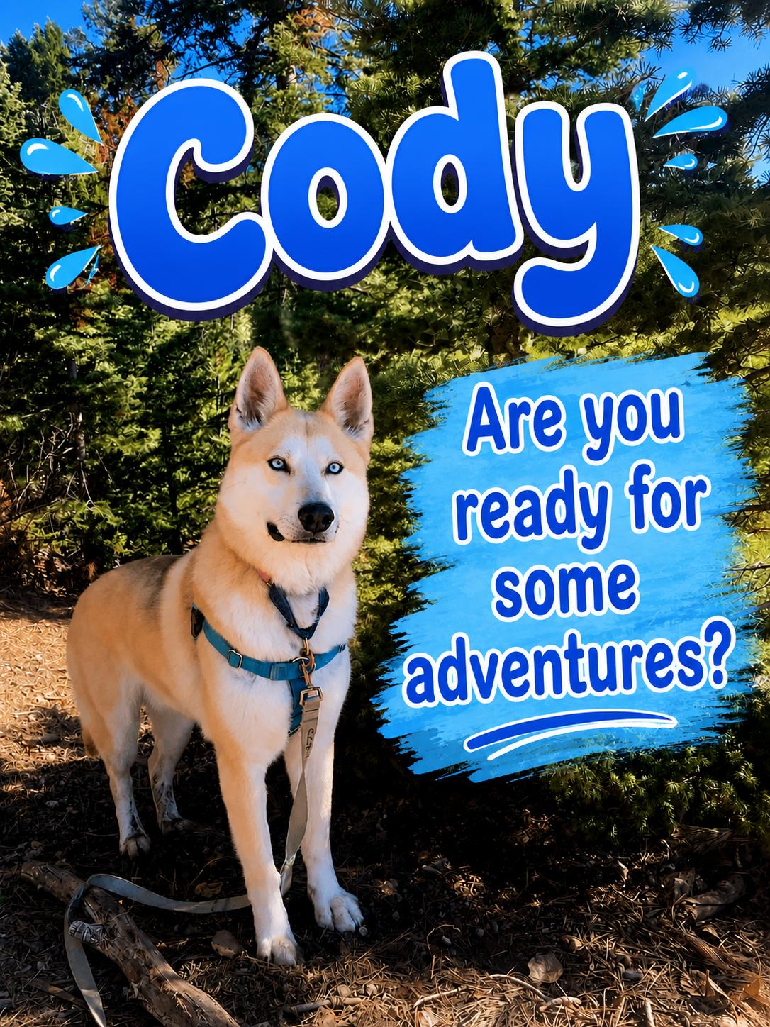 Cody, Adoptable, Adult Male Husky.