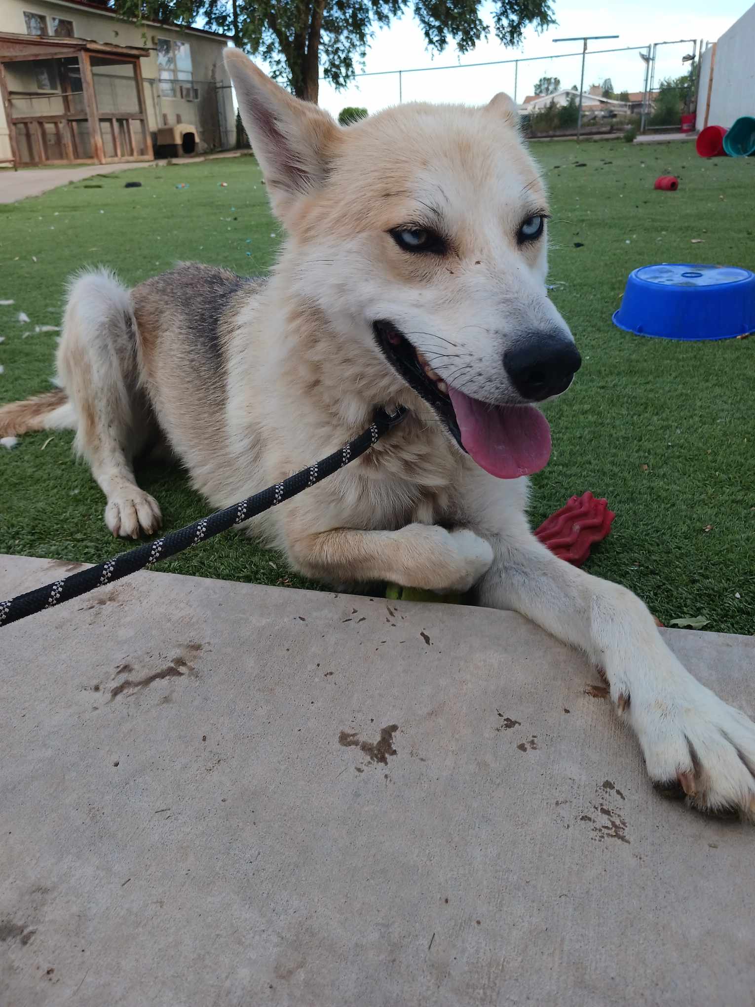 Cody, a Adoptable mixed breed in Roswell, NM image 3/5