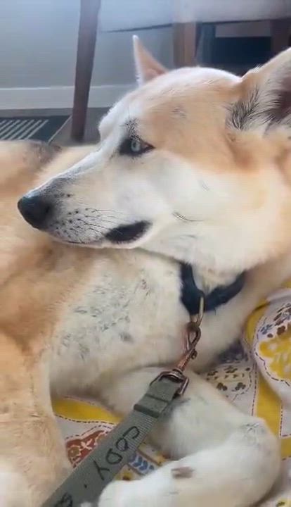 Enlarge Cody, a Adoptable mixed breed in Roswell, NM video 5/6