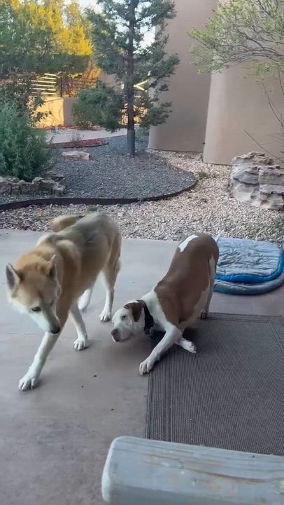 Enlarge Cody, a Adoptable mixed breed in Roswell, NM video 6/6