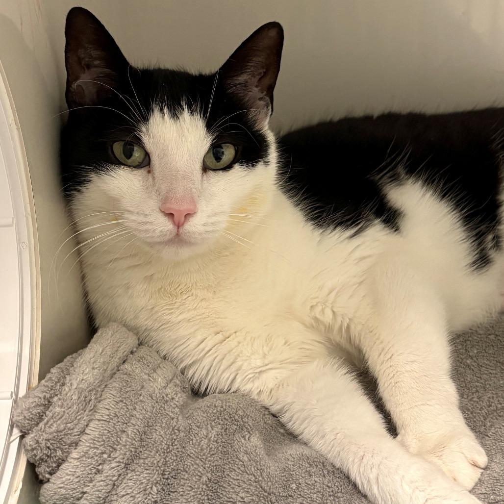 Lucy, Adoptable, Adult Female Domestic Short Hair.