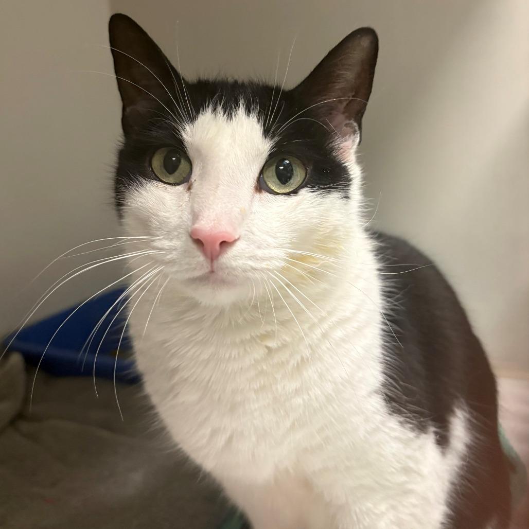 Enlarge Lucy, a Adoptable Domestic Short Hair in East Hanover, NJ image 2/6