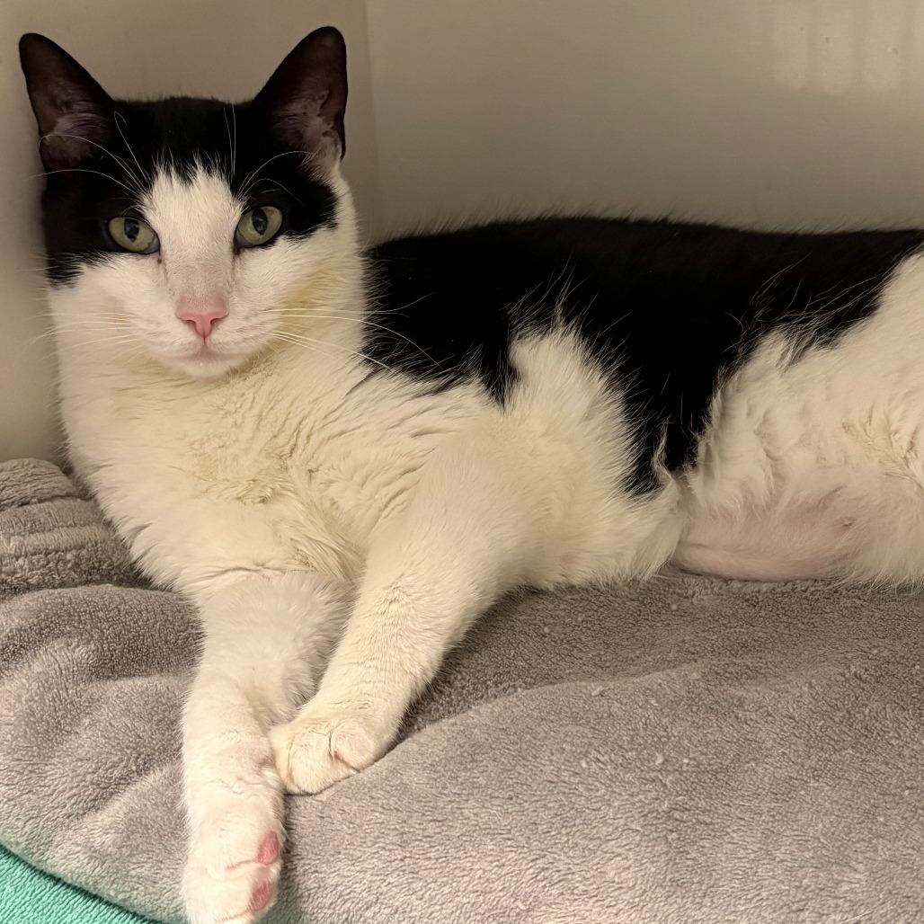 Enlarge Lucy, a Adoptable Domestic Short Hair in East Hanover, NJ image 3/6