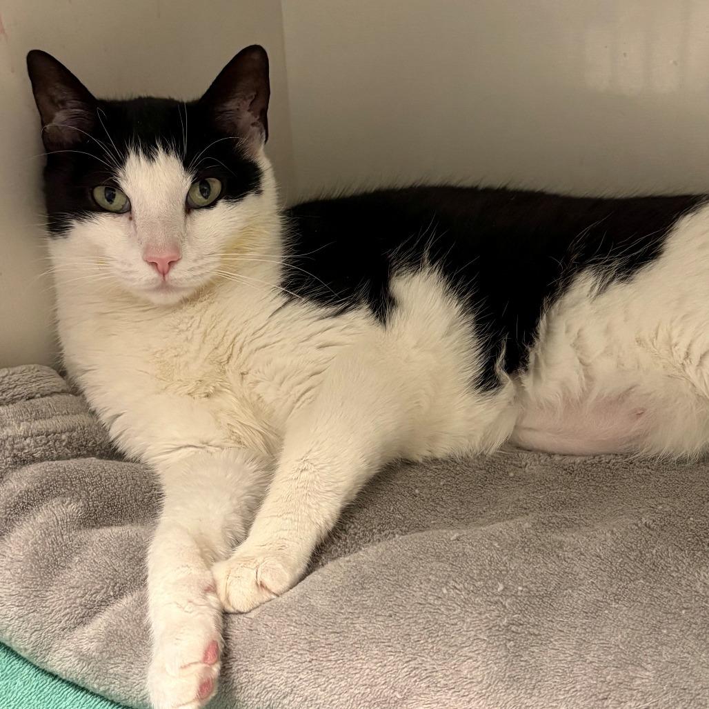 Enlarge Lucy, a Adoptable Domestic Short Hair in East Hanover, NJ image 4/6